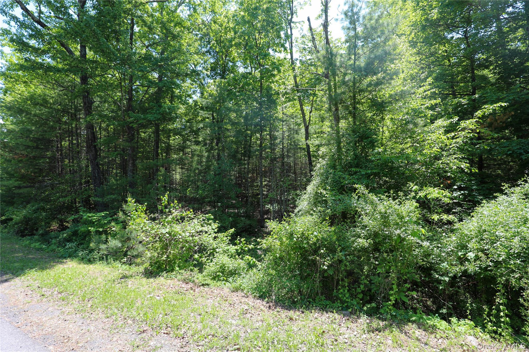 Tbd Bristol Hill Road Hurley, NY 12443 - Photo 16 of 17 a view of a garden with trees