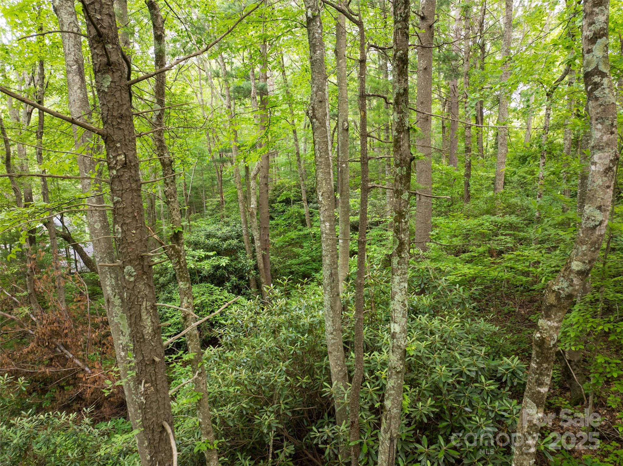 9999 White Oak Gap Road Asheville, NC 28803 - Photo 11 of 24 a view of a yard with plants and large trees