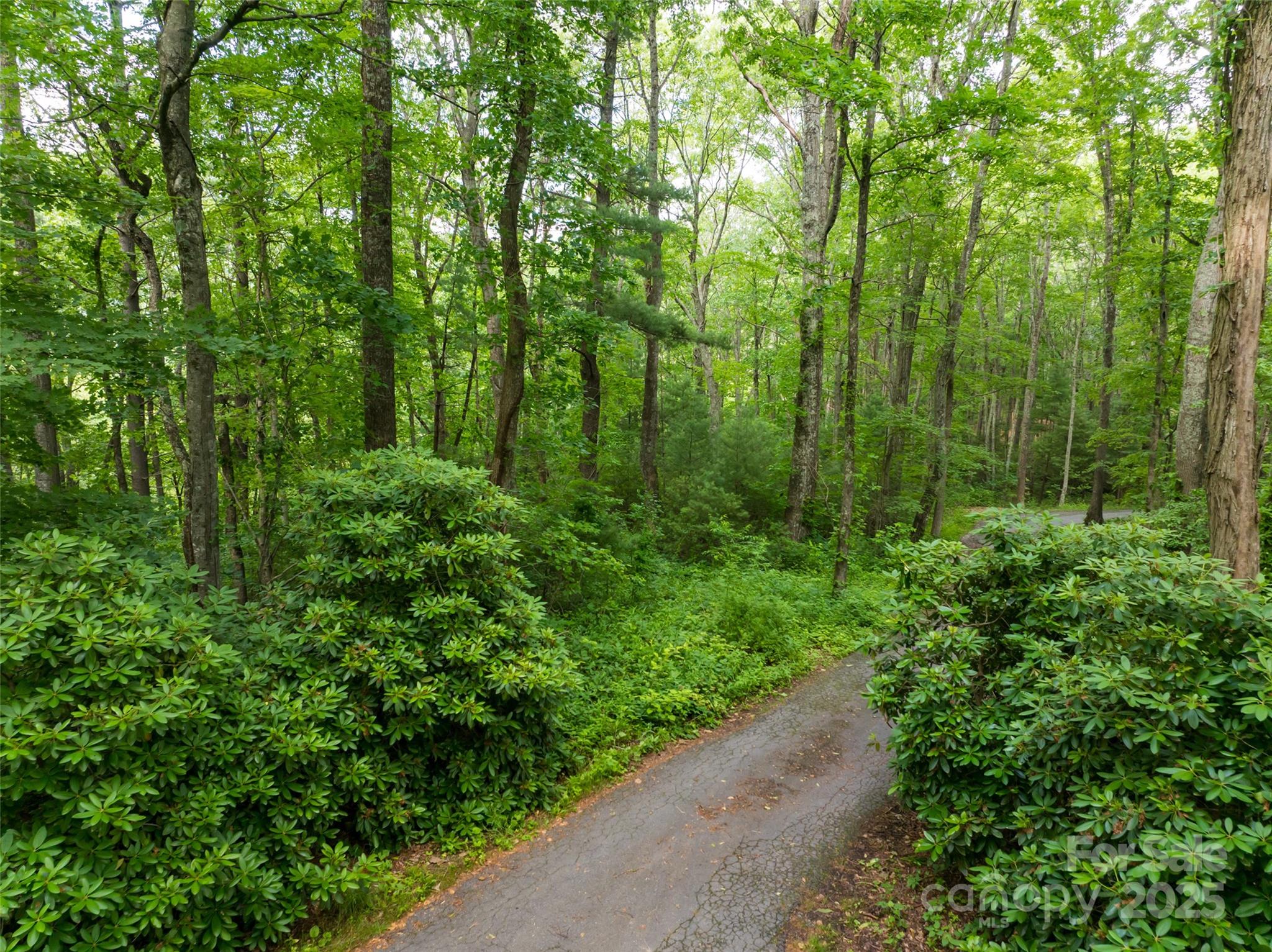 9999 White Oak Gap Road Asheville, NC 28803 - Photo 13 of 24 a view of a lush green forest