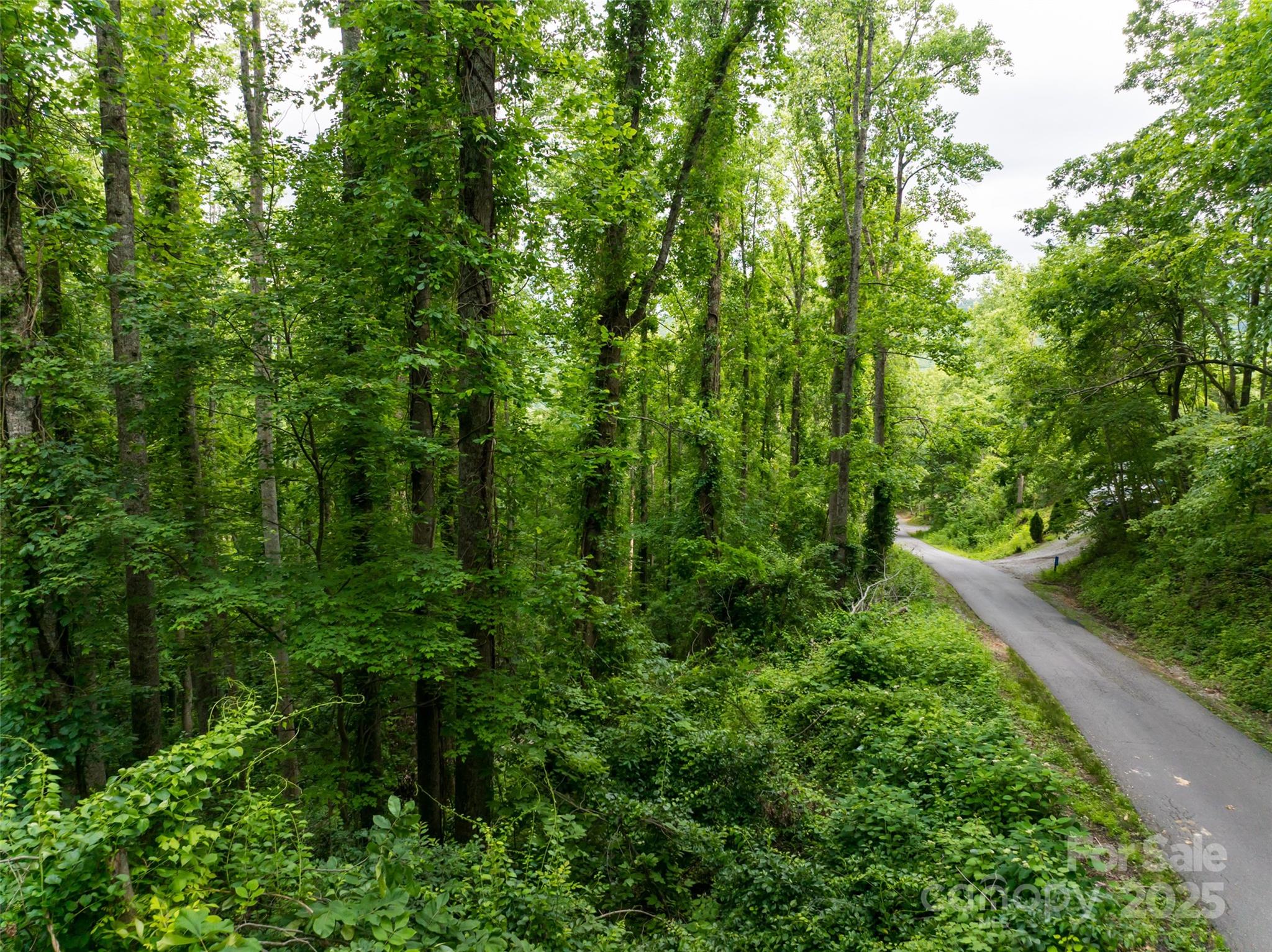 9999 White Oak Gap Road Asheville, NC 28803 - Photo 15 of 24 a view of a lush green forest with lawn chairs and plants