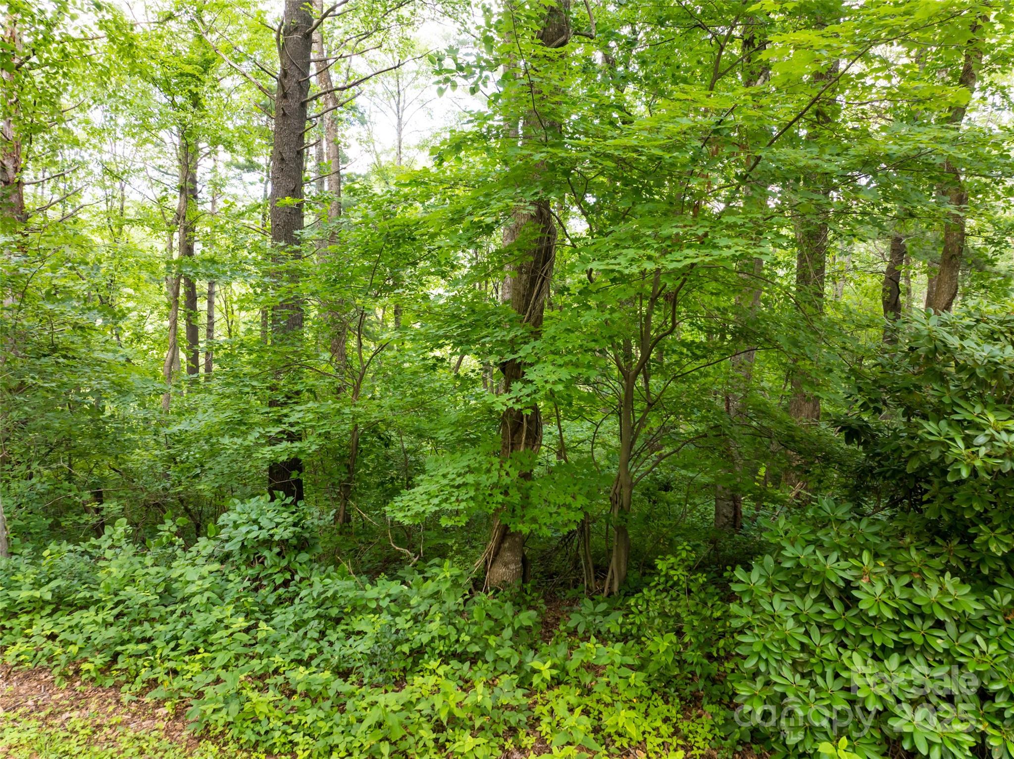 9999 White Oak Gap Road Asheville, NC 28803 - Photo 23 of 24 a view of a lush green forest