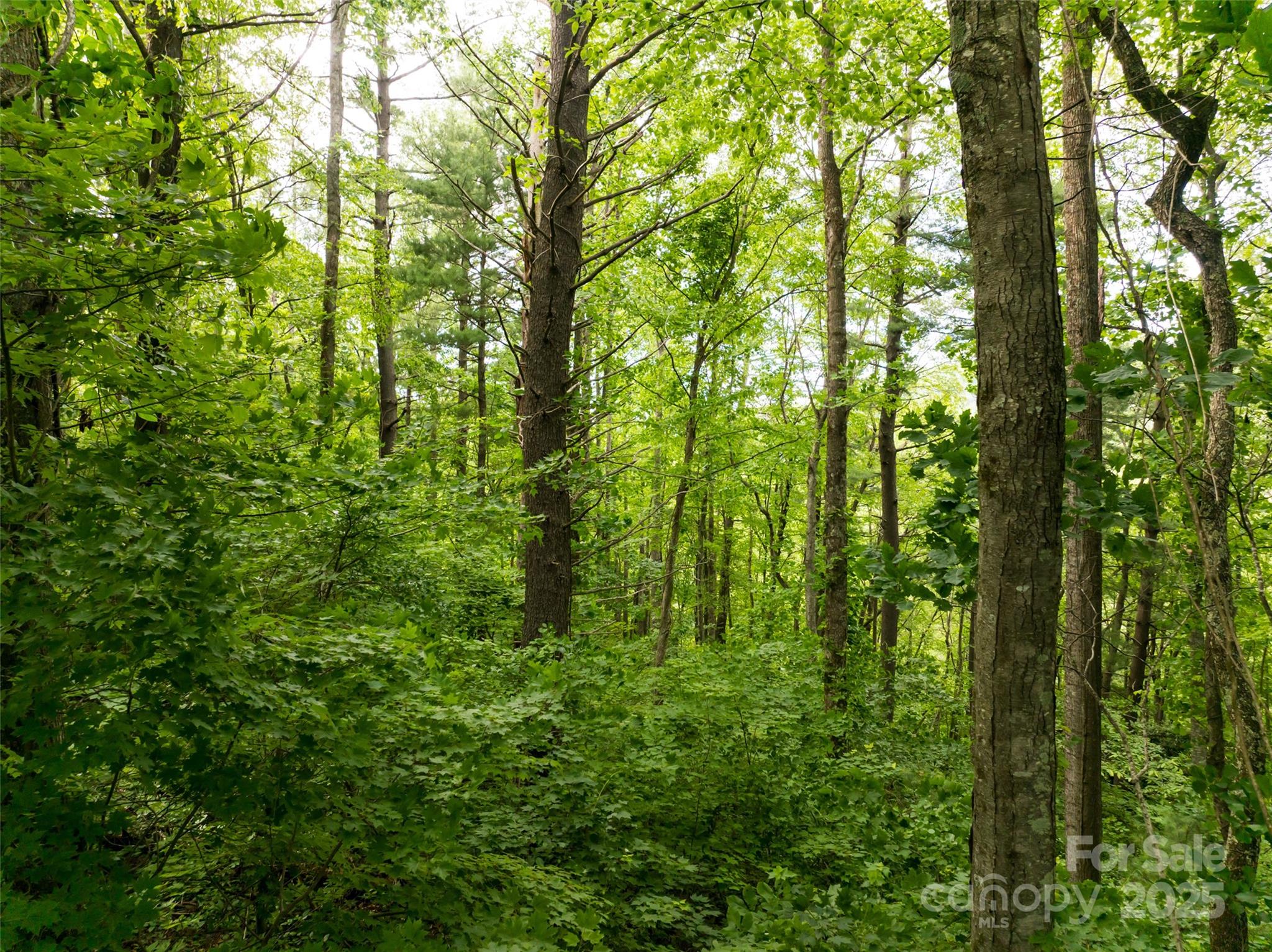 9999 White Oak Gap Road Asheville, NC 28803 - Photo 3 of 24 a view of forest