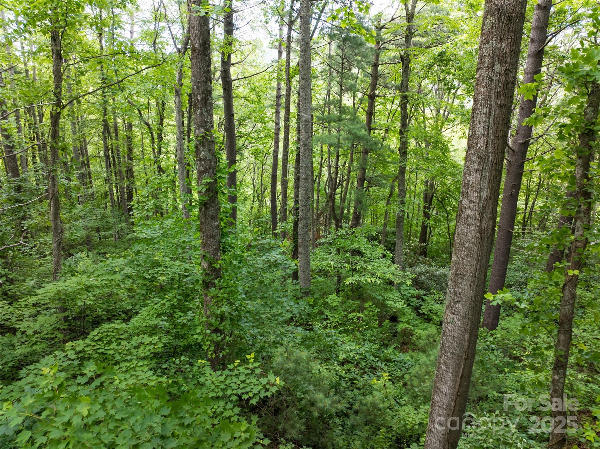 9999 White Oak Gap Road Asheville, NC 28803 - Photo 4 of 24 a view of outdoor space and garden