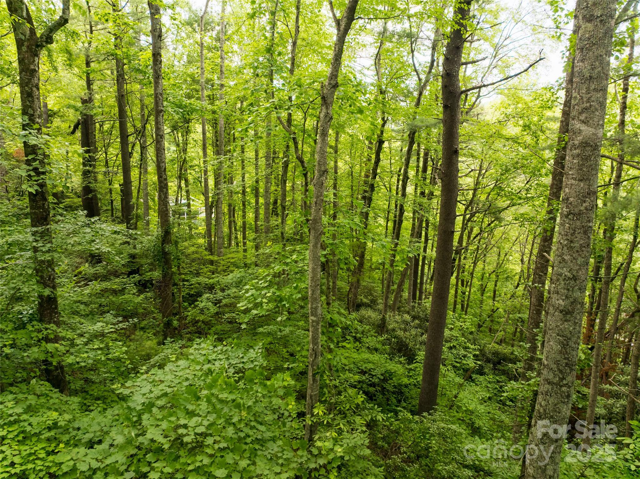 9999 White Oak Gap Road Asheville, NC 28803 - Photo 5 of 24 a view of yard from balcony