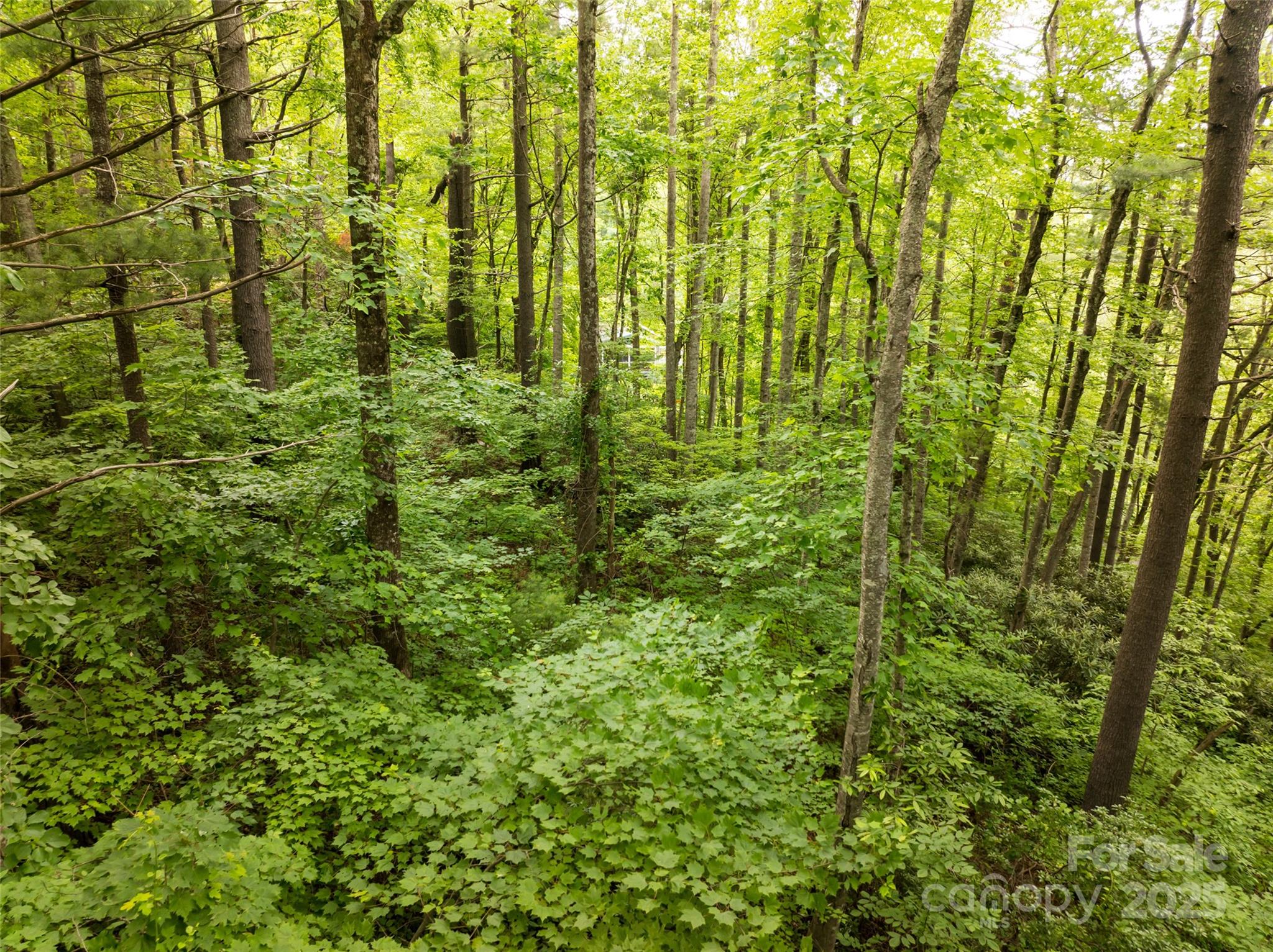 9999 White Oak Gap Road Asheville, NC 28803 - Photo 6 of 24 a view of outdoor space and trees
