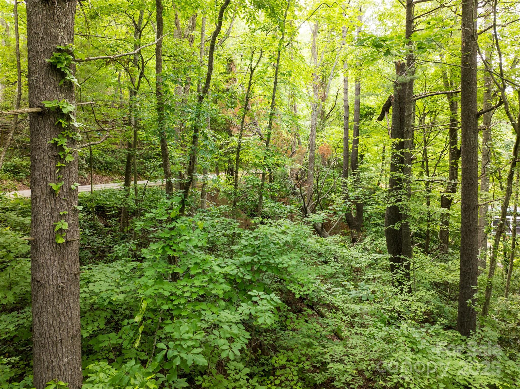 9999 White Oak Gap Road Asheville, NC 28803 - Photo 7 of 24 a view of outdoor space and trees