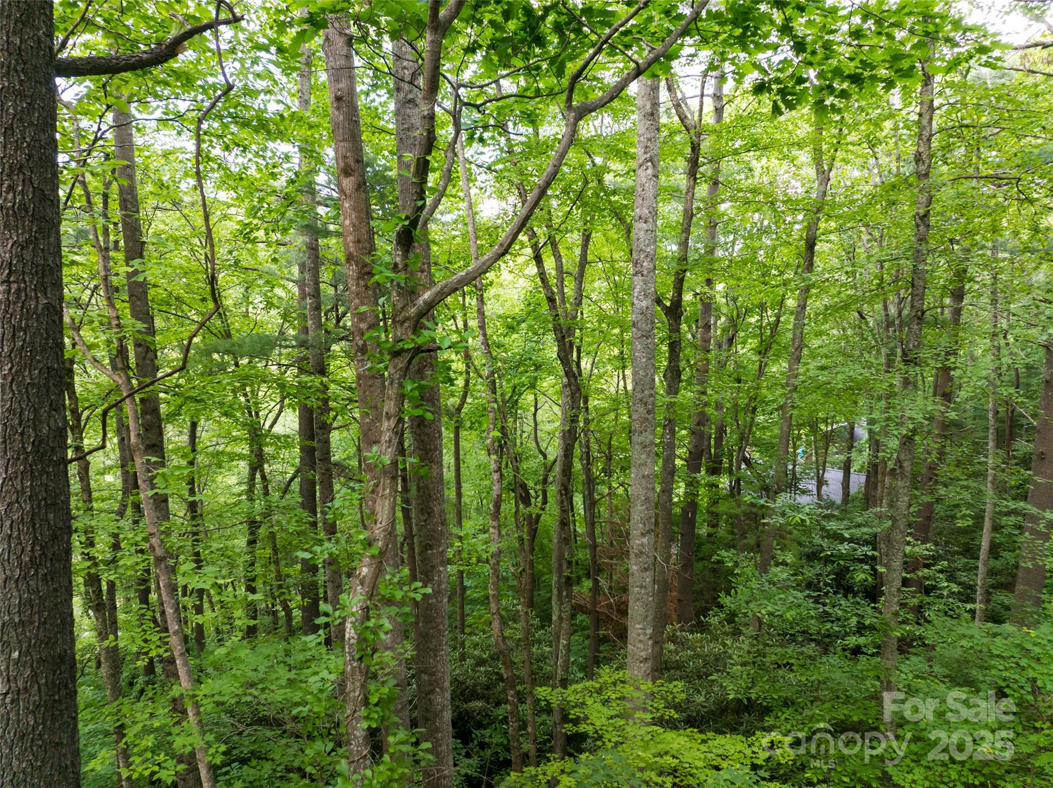 9999 White Oak Gap Road Asheville, NC 28803 - Photo 8 of 24 a view of forest