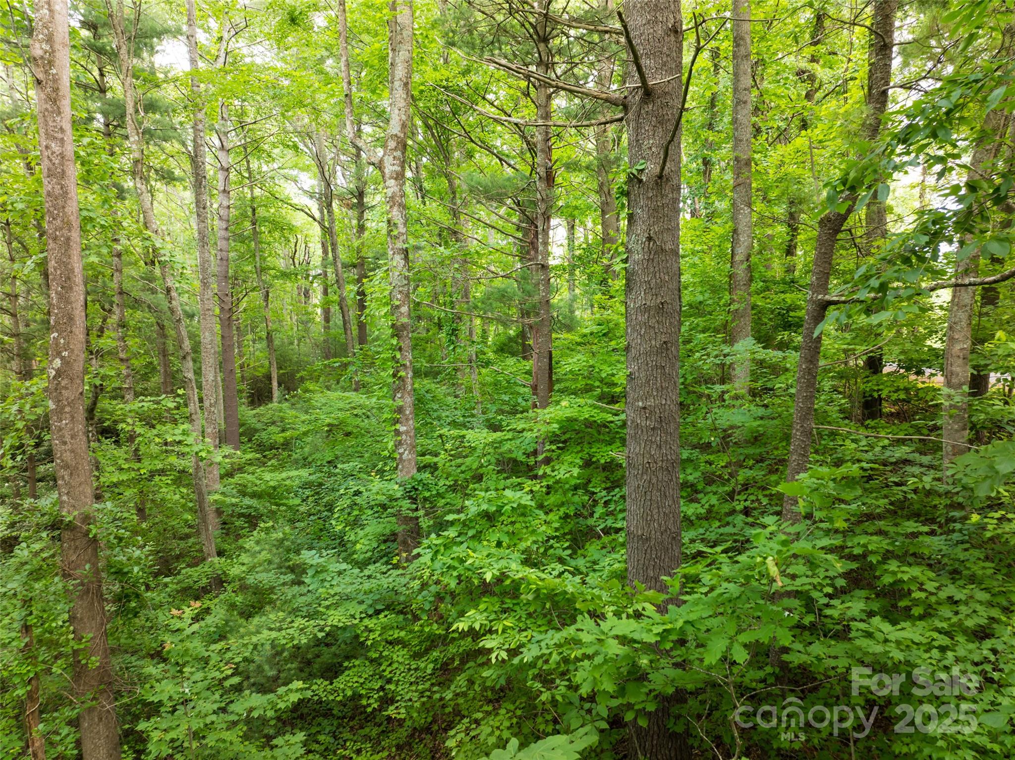 9999 White Oak Gap Road Asheville, NC 28803 - Photo 9 of 24 a view of a lush green forest