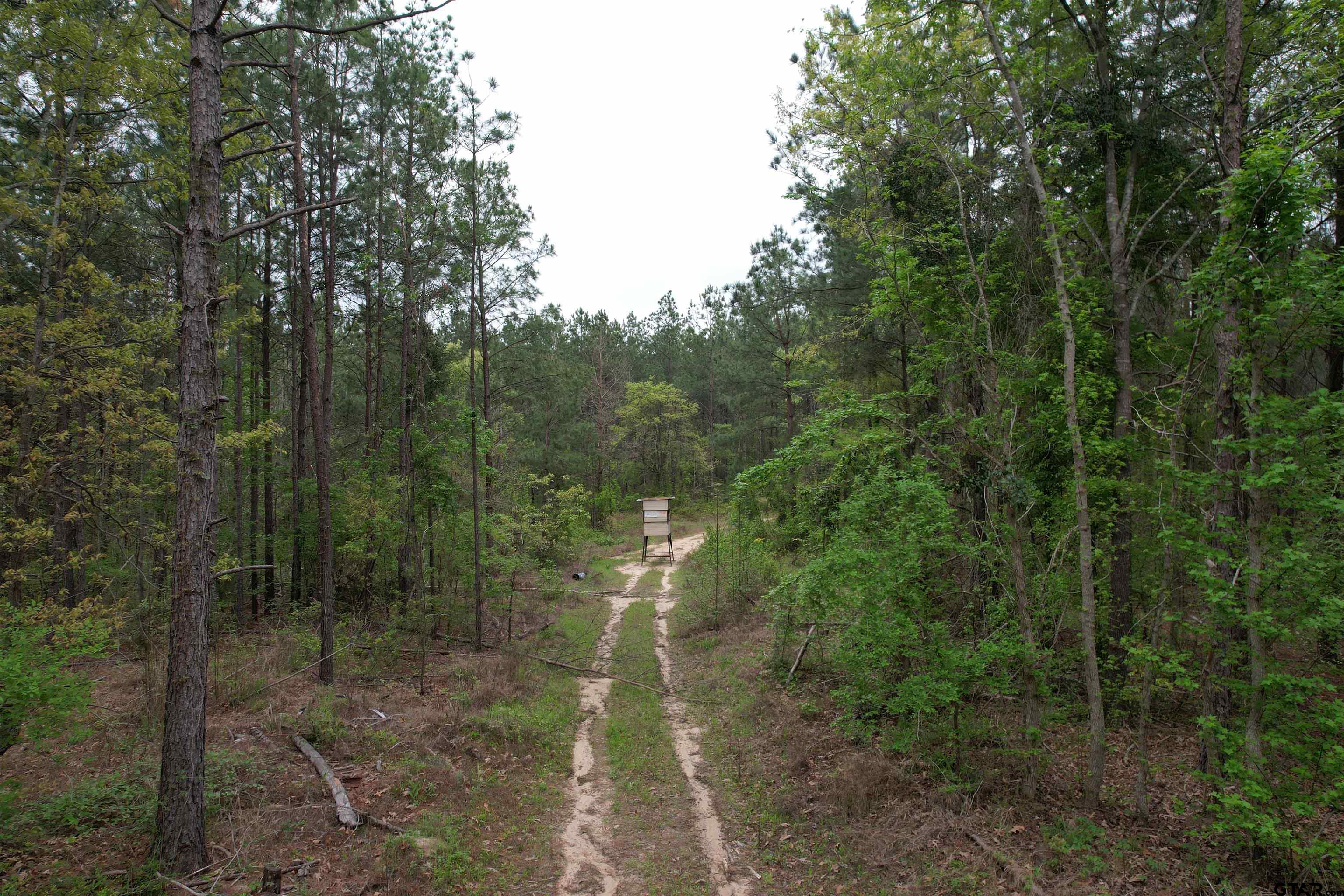 1248 / Cr Rusk, TX 75785 - Photo 8 of 44 a view of a forest with trees in the background
