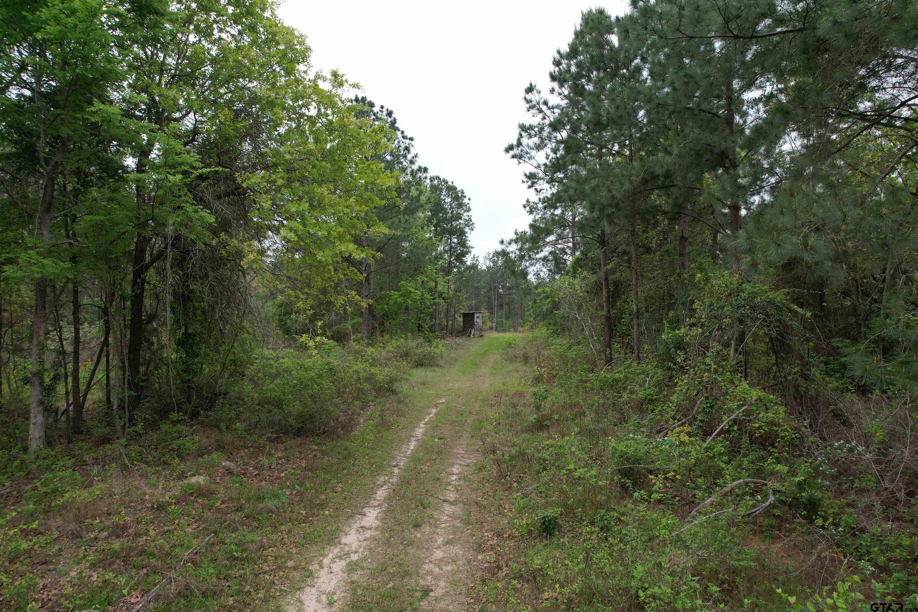 1248 / Cr Rusk, TX 75785 - Photo 9 of 44 a view of a forest with trees