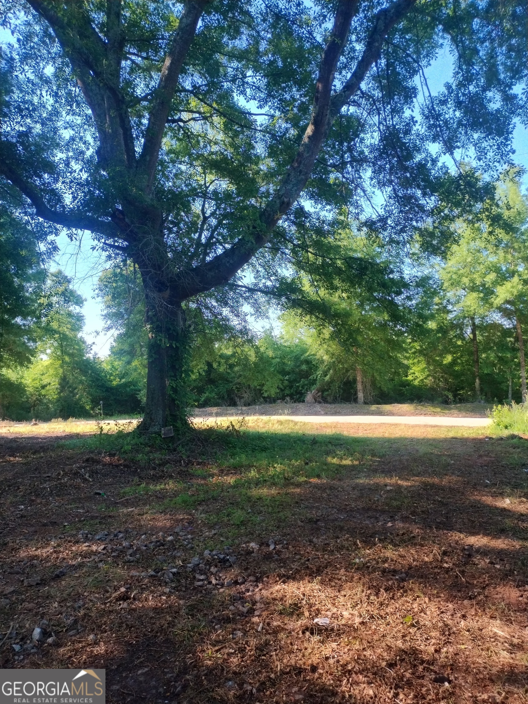 223 Shelnutt Road Franklin, GA 30217 - Photo 1 of 1 a view of a yard with plants and a large tree