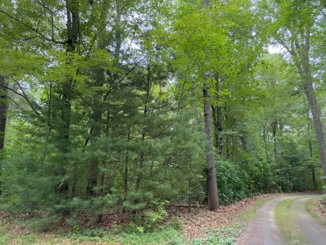 a view of a forest with trees