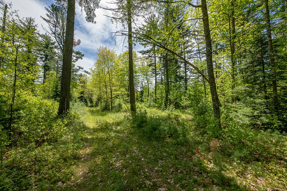 On Dam Road, Unit 85 ACRES Eagle River, WI 54521 - Photo 25 of 41 Gallery Image 25