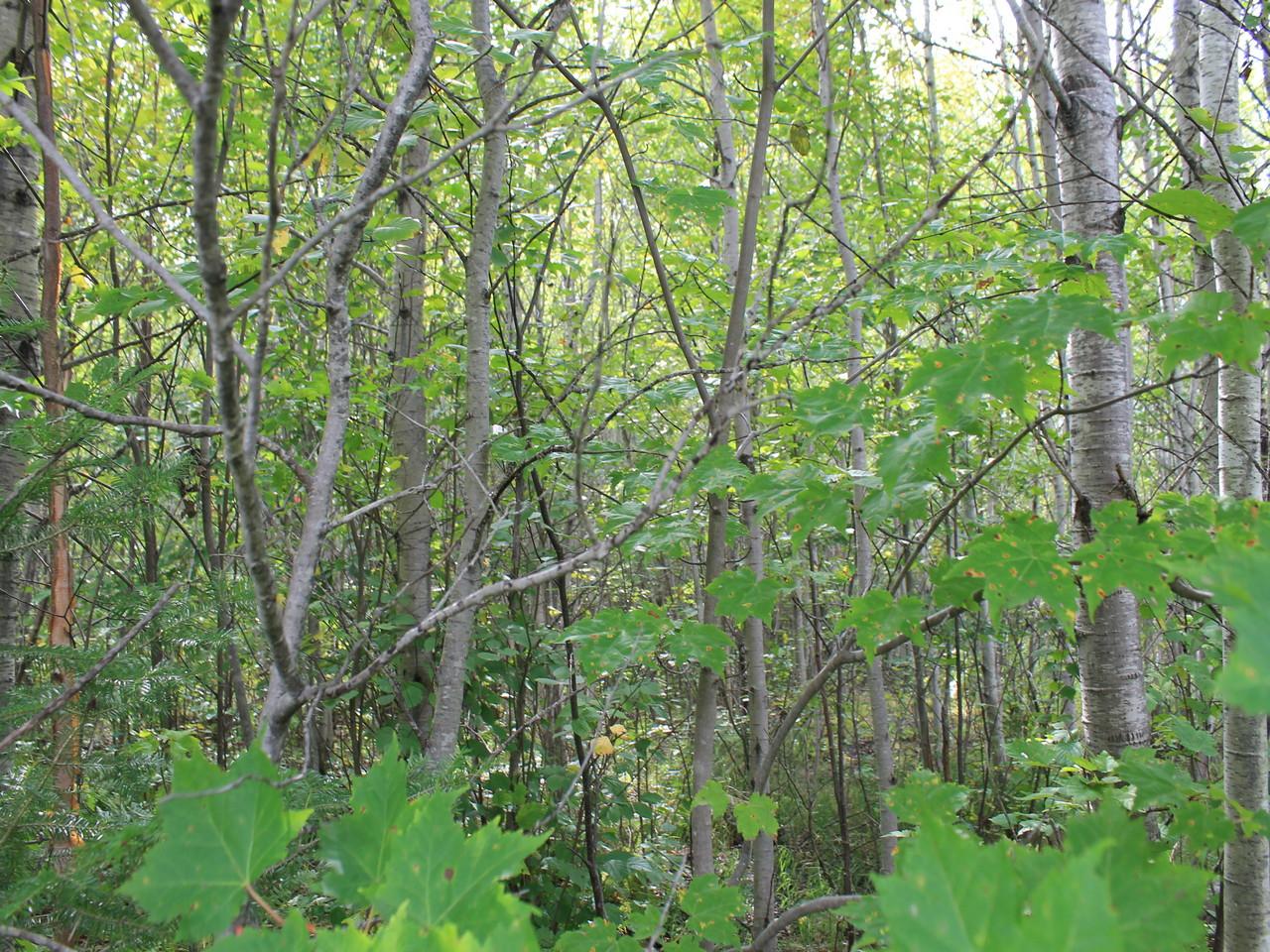 51 Mercer Wi 54547, Unit LOT 19 Mercer, WI 54547 - Photo 14 of 16 Gallery Image 14