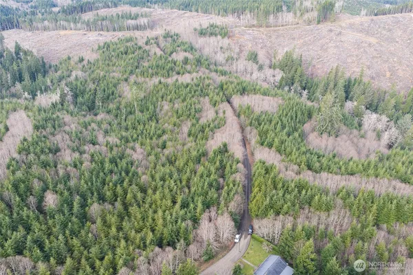 a view of a yard with plants and large trees