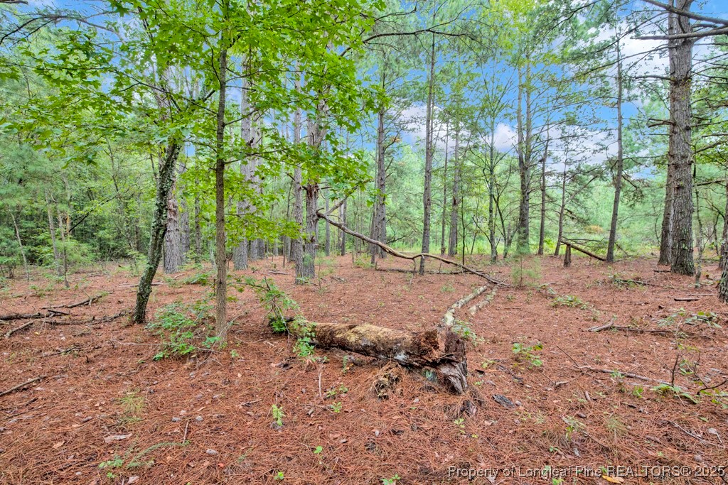 0 Blue Woods Road Laurinburg, NC 28352 - Photo 21 of 40 a view of backyard