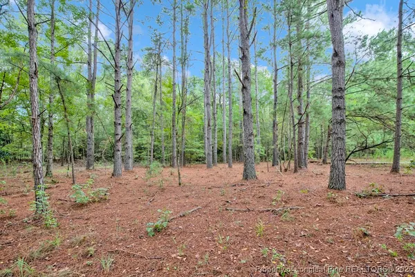 a view of a yard with plants and trees