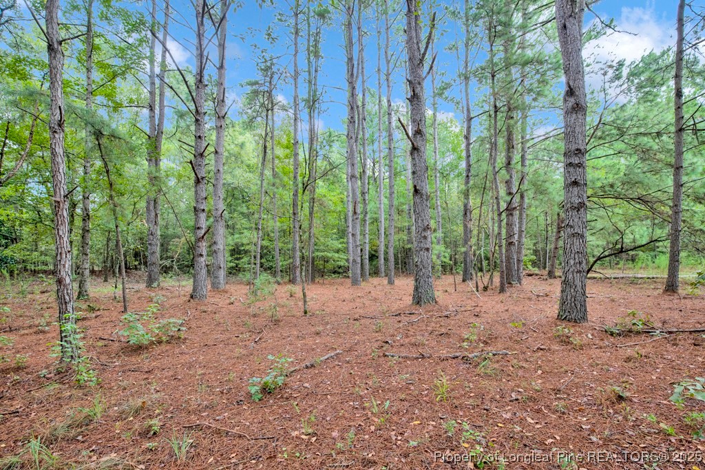 0 Blue Woods Road Laurinburg, NC 28352 - Photo 24 of 40 a view of a forest with trees