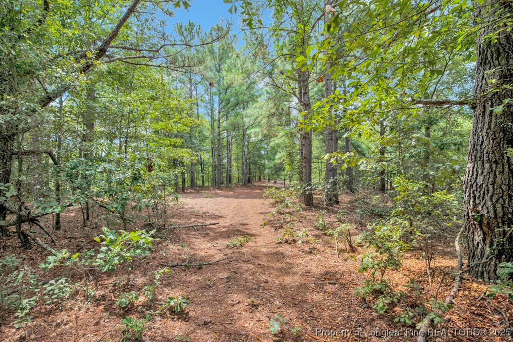 0 Blue Woods Road Laurinburg, NC 28352 - Photo 25 of 40 a view of a forest with trees