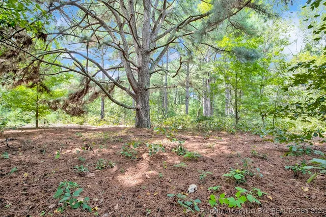 a view of a tree in a yard