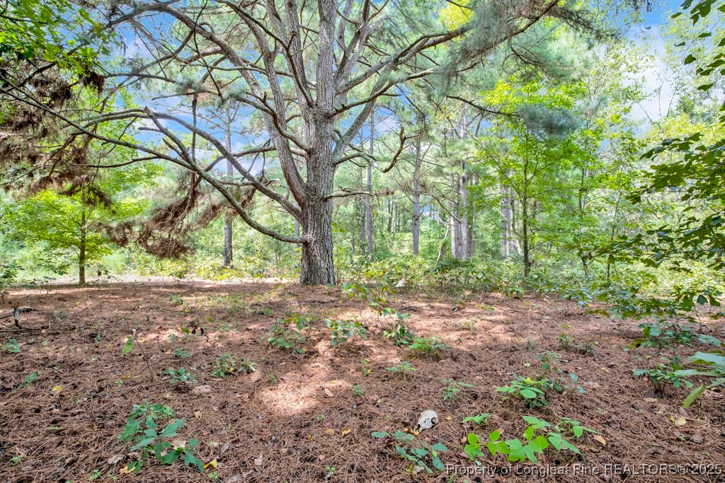 0 Blue Woods Road Laurinburg, NC 28352 - Photo 27 of 40 a backyard of a house with lots of green space