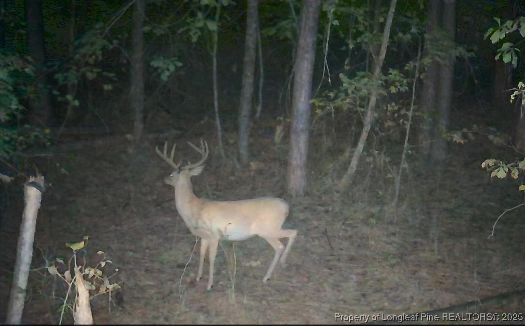 0 Blue Woods Road Laurinburg, NC 28352 - Photo 29 of 40