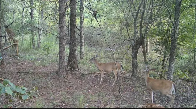 a view of a forest with trees in the background