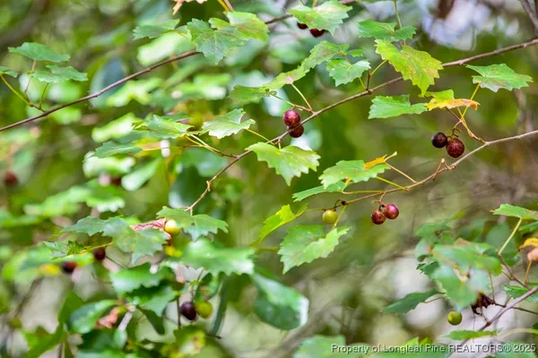 a picture of tree