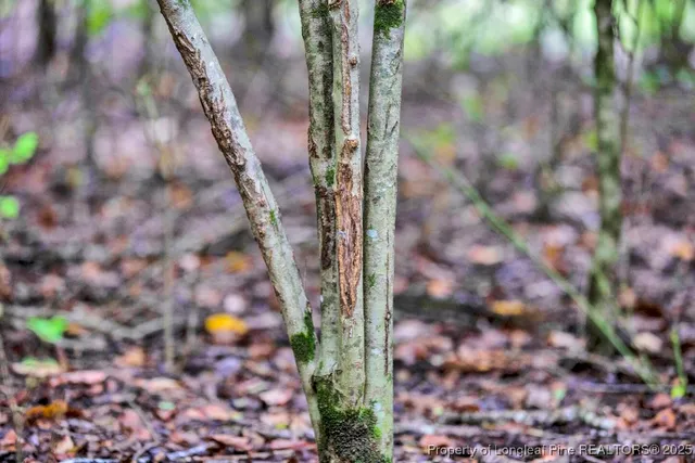 $460,000 | 0 Blue Woods Road, Laurinburg, NC 28352