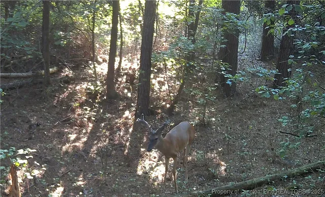 $460,000 | 0 Blue Woods Road, Laurinburg, NC 28352