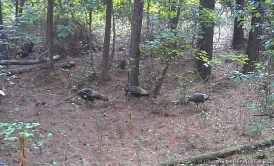 0 Blue Woods Road Laurinburg, NC 28352 - Photo 39 of 40 a view of a forest with trees in the background