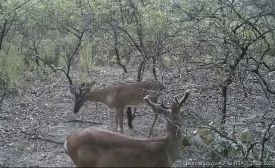 $460,000 | 0 Blue Woods Road, Laurinburg, NC 28352