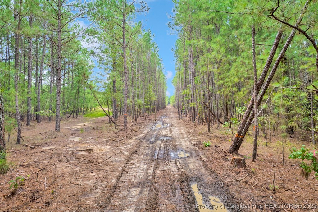 0 Blue Woods Road Laurinburg, NC 28352 - Photo 4 of 40 a view of outdoor space with trees