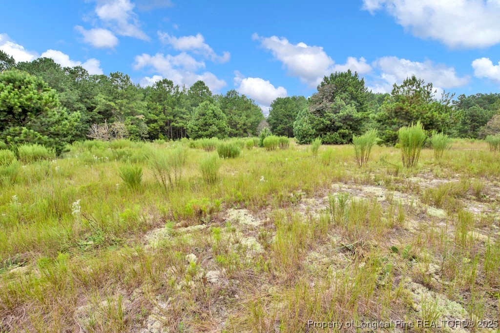 0 Blue Woods Road Laurinburg, NC 28352 - Photo 8 of 40