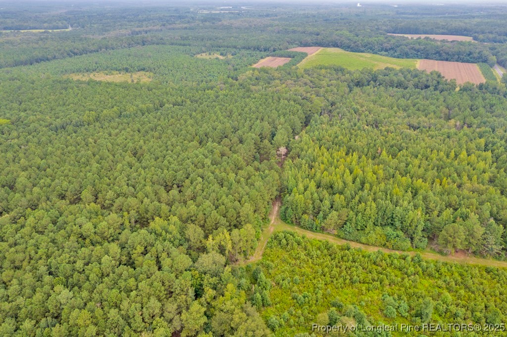 0 Blue Woods Road Laurinburg, NC 28352 - Photo 10 of 40 a view of a yard