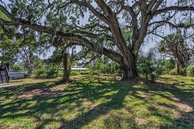 a view of a park that has large trees
