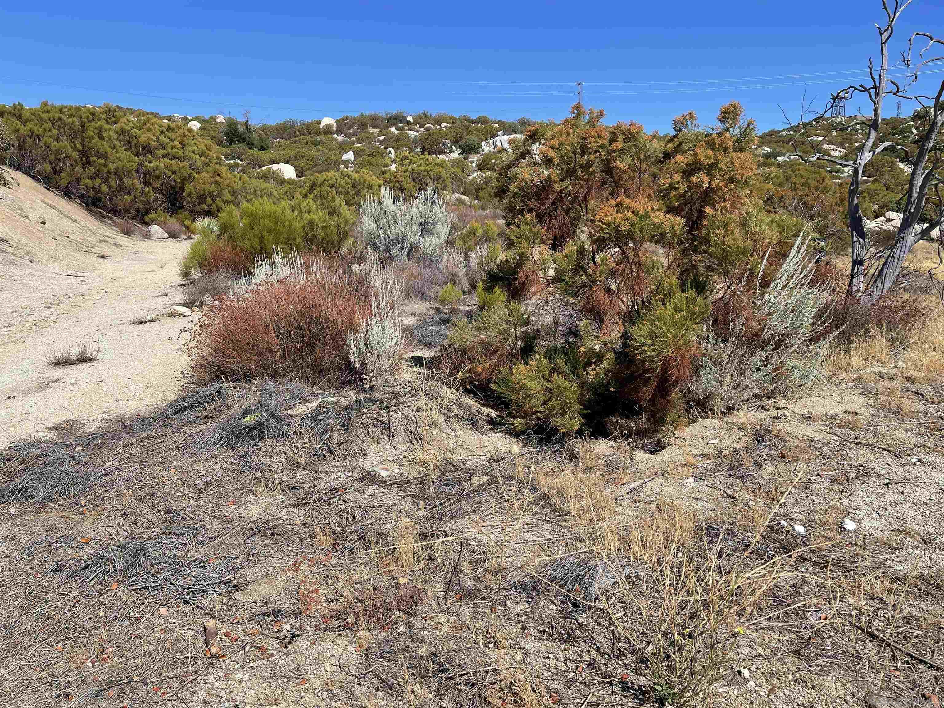 3 Chihuahua Valley Road, Unit 36 Warner Springs, CA 92086 - Photo 2 of 6 a view of a yard with a tree