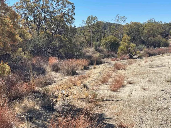 a view of a dry yard with trees
