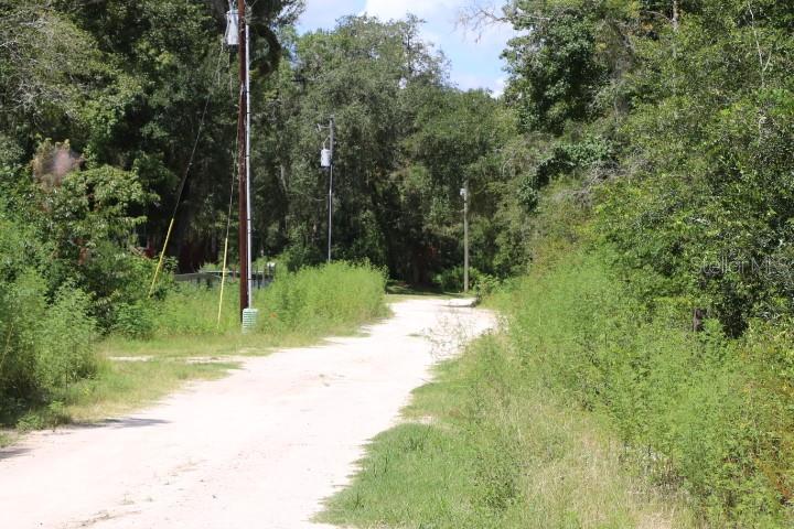 a view of a yard with plants and large trees