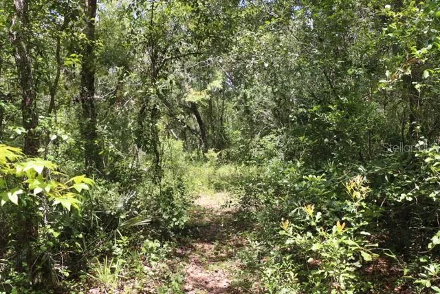 a view of a lush green forest