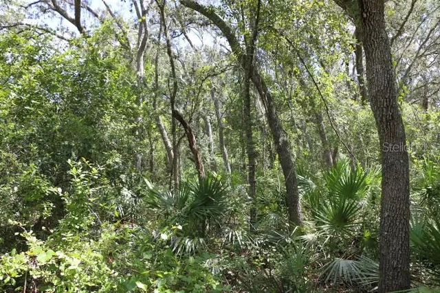 a view of a forest with a tree