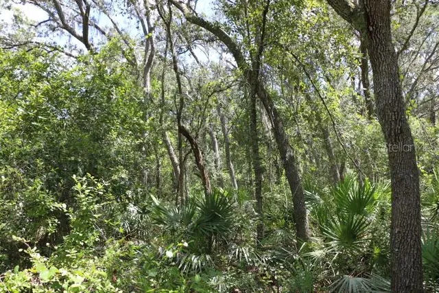 a view of a yard with a tree
