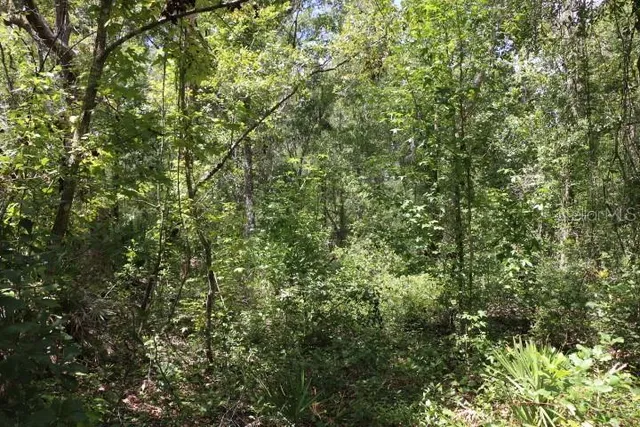 a view of a lush green forest