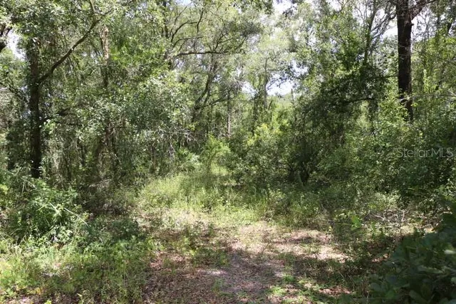 a view of a yard with a tree