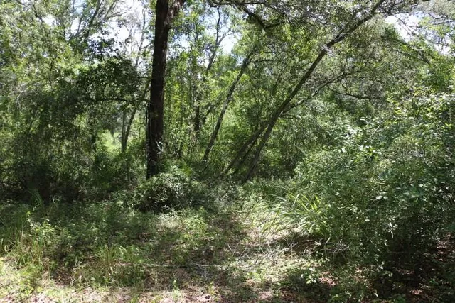 a view of a forest with lush green forest
