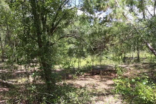 a backyard of a house with lots of green space