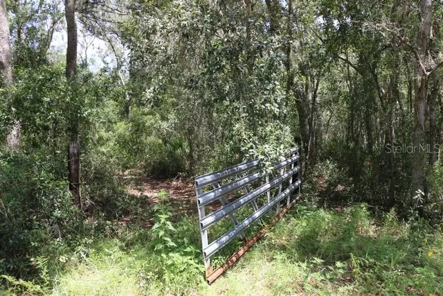 a view of a yard with plants and large trees