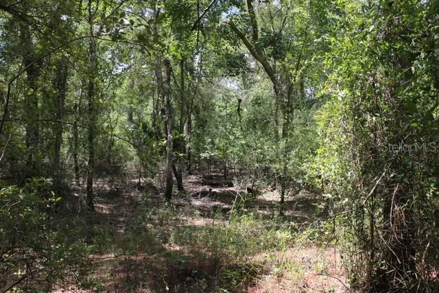 a view of a forest with a tree