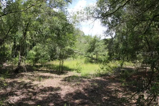 a view of a lush green forest with lots of trees