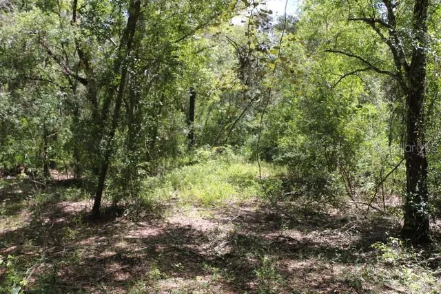 a view of a large yard with lots of bushes